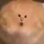 绒喵绘语